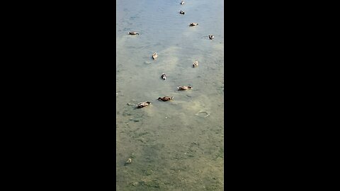 Mallard ducks 🦆 #mallardducks #shorts #viral #trending #ducks #follwme