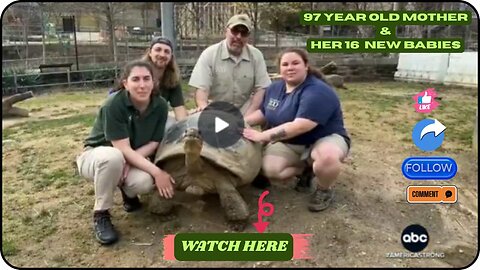 🐢 16 Critically Endangered Tortoise Hatchlings Debut at Philly Zoo! 🐢✨