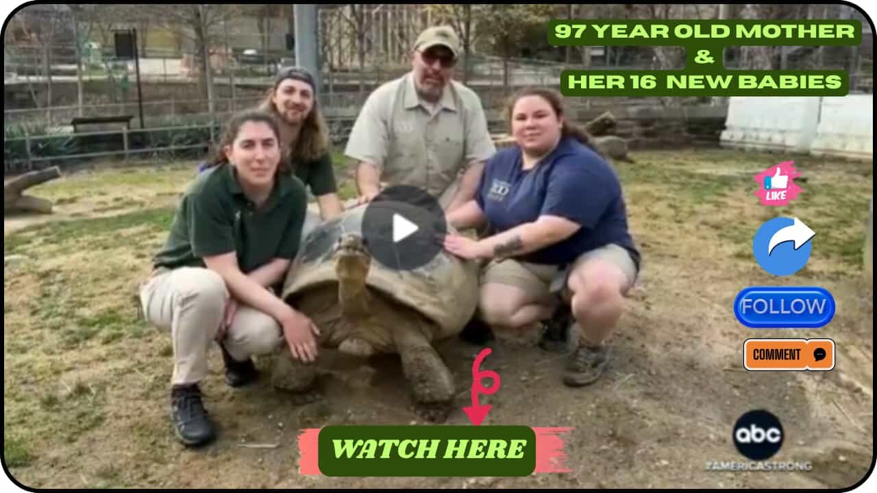 🐢 16 Critically Endangered Tortoise Hatchlings Debut at Philly Zoo! 🐢✨