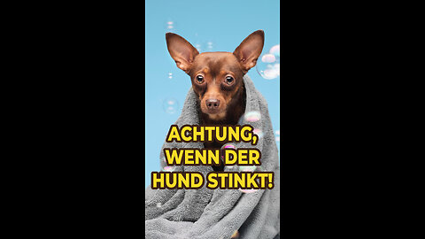 Achtung, wenn der Hund stinkt!