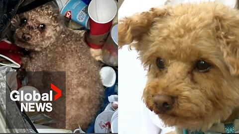 “Oscar,” the toy poodle who was found in BC garbage bin, recovering “nicely”