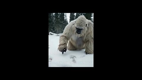 Yeti in the Cold