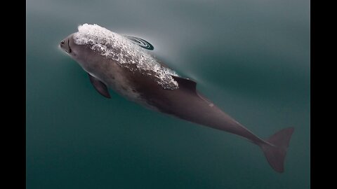 The difference between dolphins and porpoises