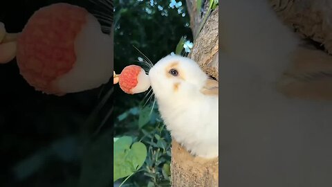 Listen to the sound of the little rabbit eating lychees. Cute Things Project Rabbit