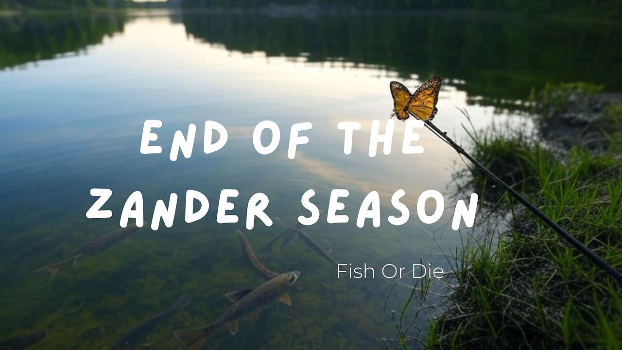 Последни Бели риби за сезона Ярловци - Final zanders for the season