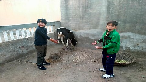 Kohinoor Di Ghar Vich Masti 🐄