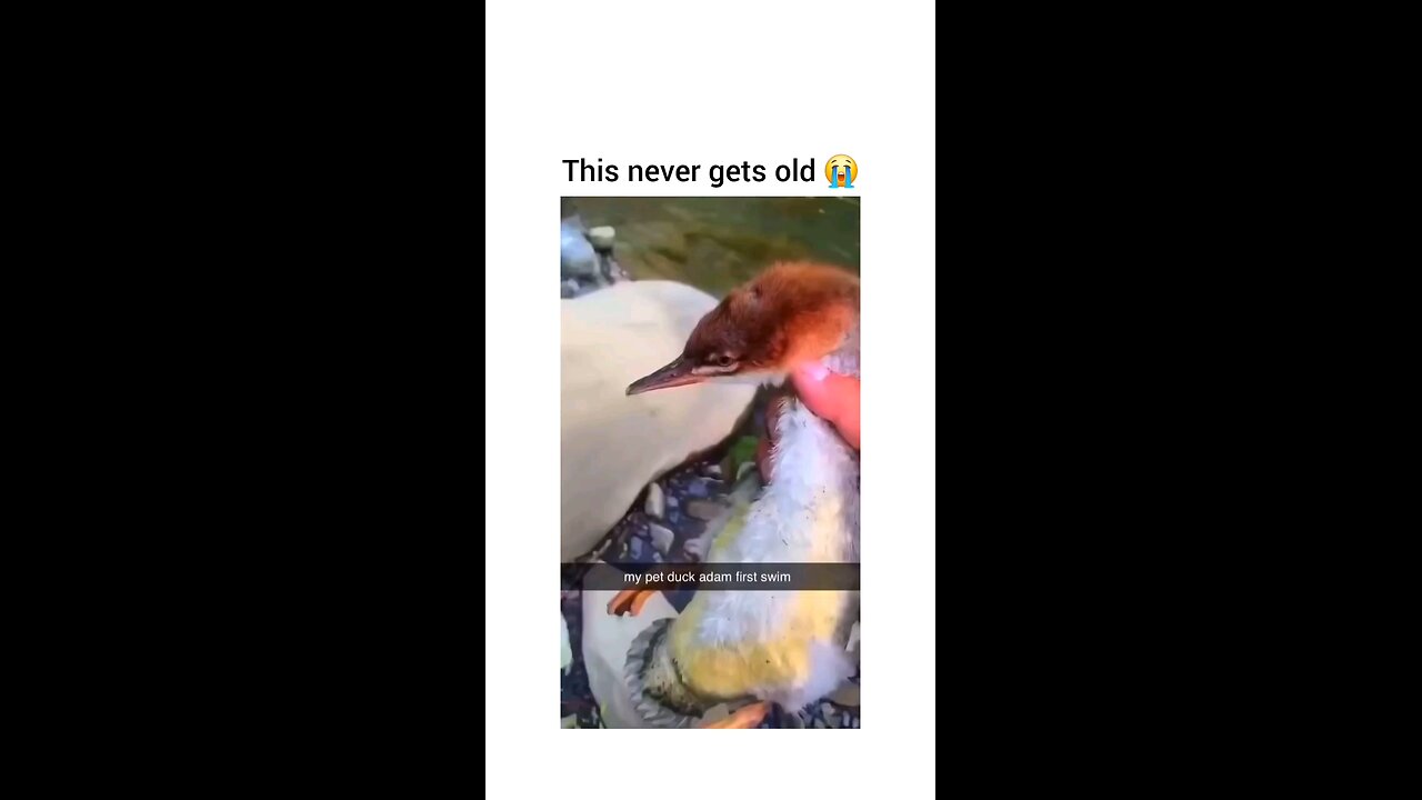 adios