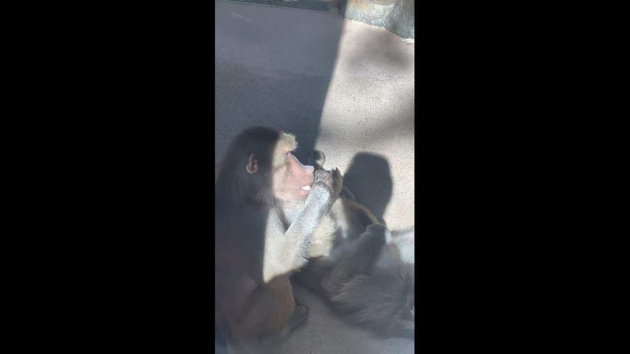 Monkey Gets a Pedicure 🐒