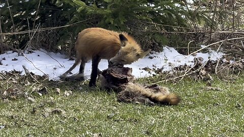 Coyote or Fox 5