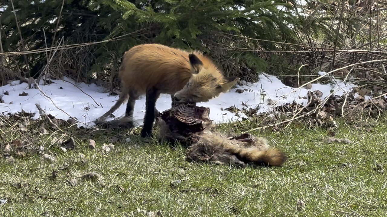 Coyote or Fox 5