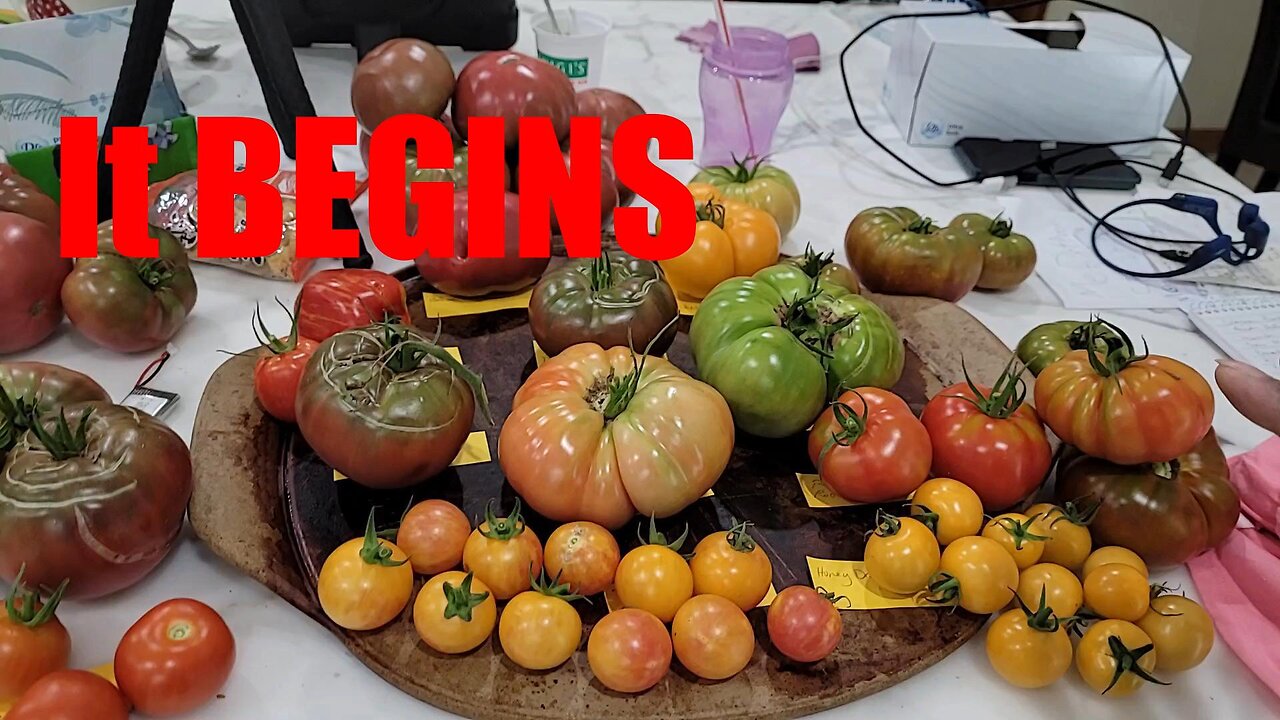 The Tomato Harvest has Begun, next video, Tasting!