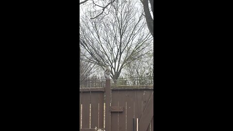 শীতে vegetable garden এর অবস্থা !!🇺🇸