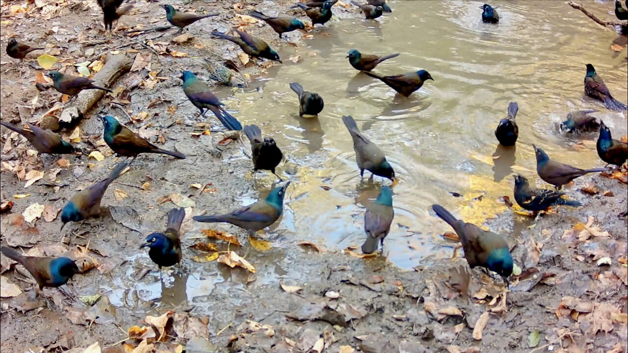 Large Number of Birds Gather to Drink Water and Bathe