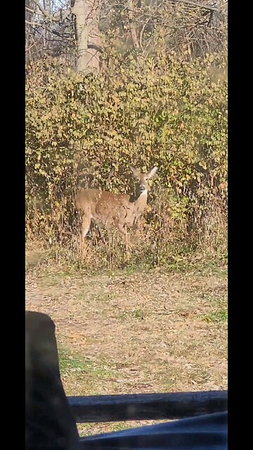 Deer Video Taken Today 12 14 2025 From Our Back Porch Temp 9 Degrees 5 Below Zero Windchill