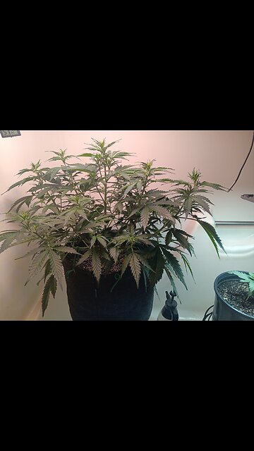 Gorilla Cookies Auto week 4 day 3