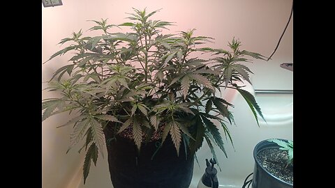 Gorilla Cookies Auto week 4 day 3