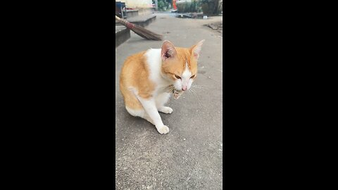 Cute Orange & White Cat Sitting Calmly – Adorable Moment