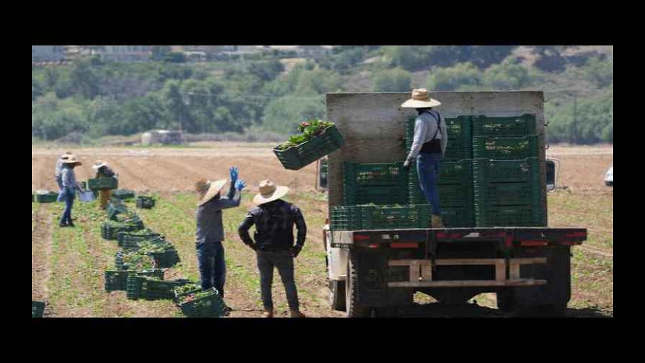 Trump Backtracks on ICE Raid Pause After Outcry, Orders Crackdown on Farms and Hotels