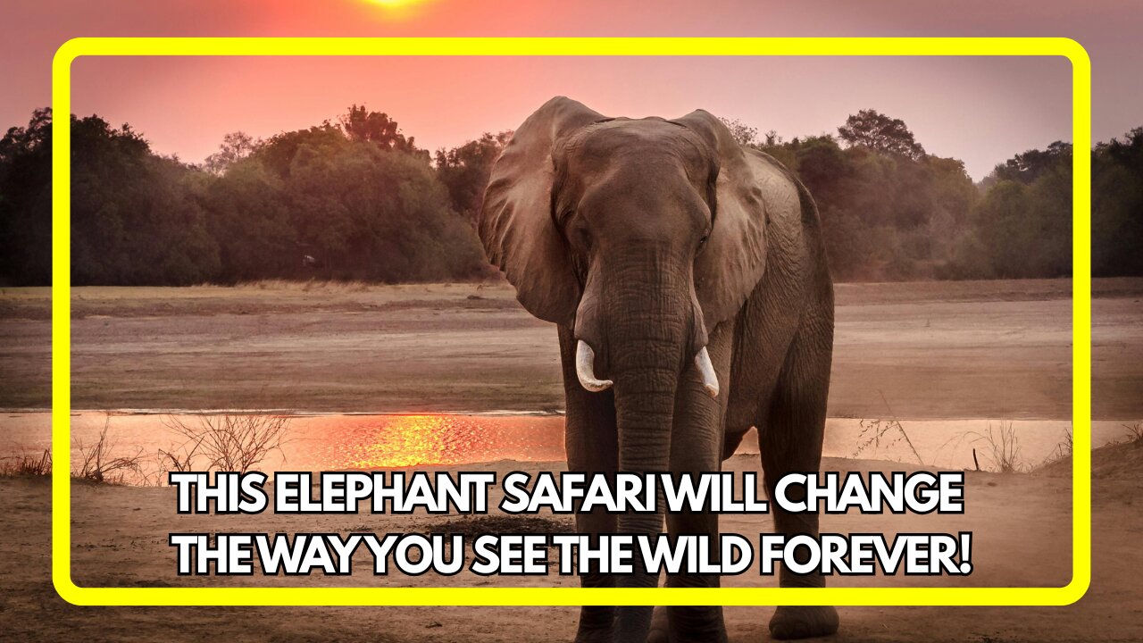 This Elephant Safari Will Change the Way You See the Wild Forever!