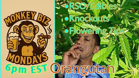 Monkey Biz Mondays: Orangutang