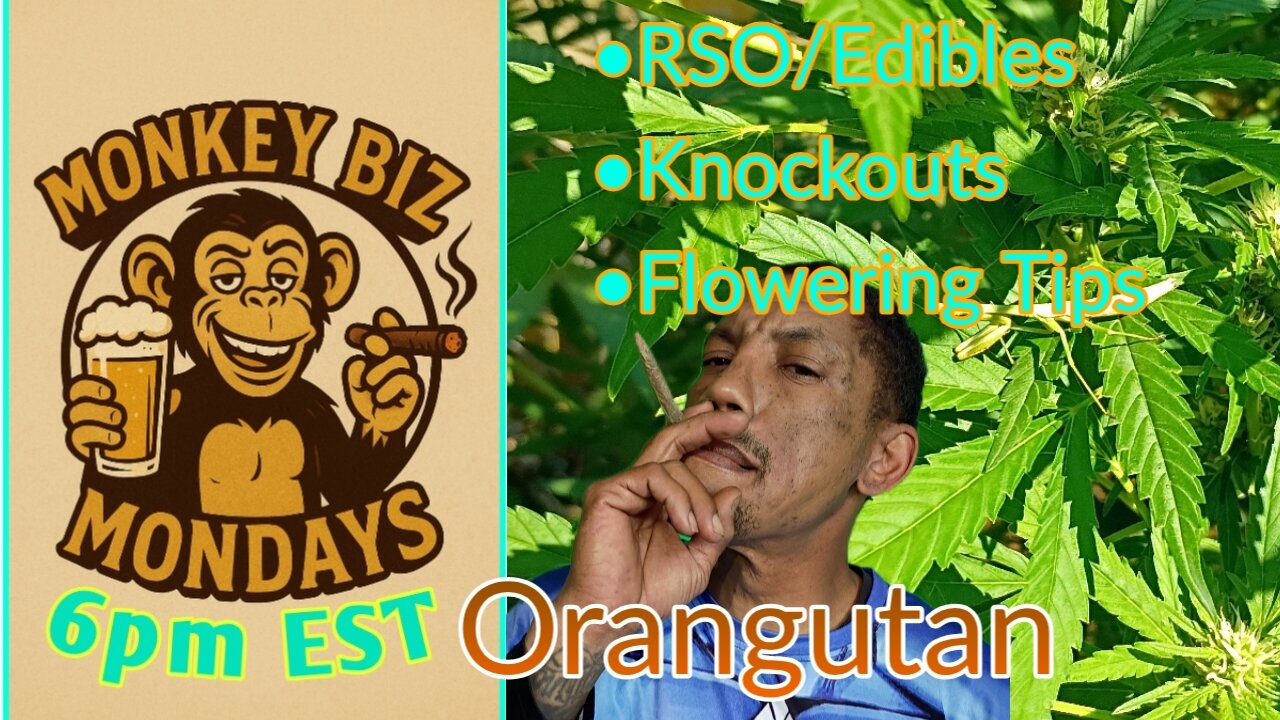 Monkey Biz Mondays: Orangutang