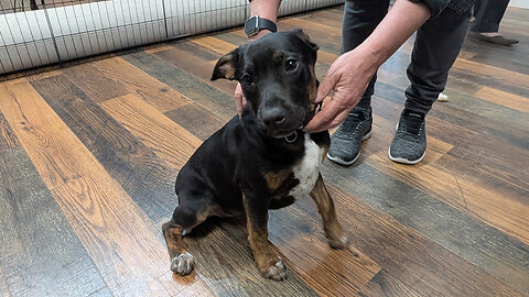 Pet of the Week: Olive at Happy Tails Humane Society