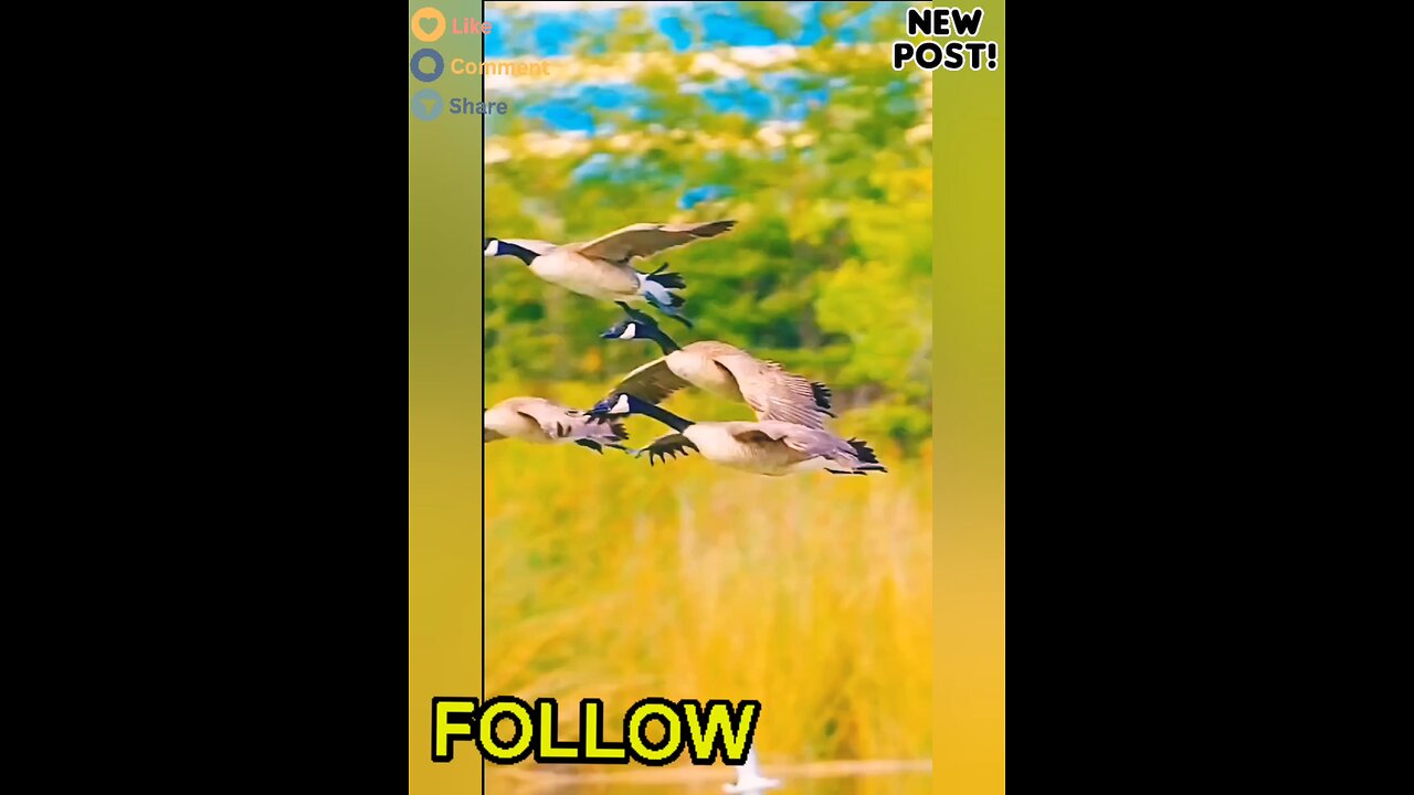 Feel free