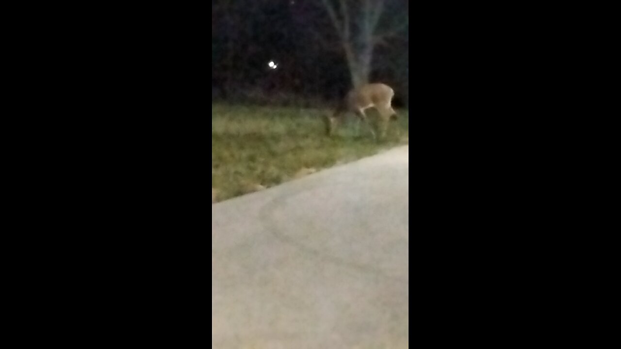 2 Deer 🦌