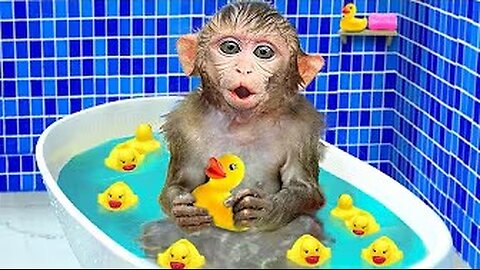 KiKi Monkey bathing in the toilet with ducklings and go shopping Kinder Joy eggs