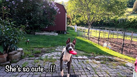28 - SQUEAKY DOG TOY FUN WITH BELLA THE PITBULL