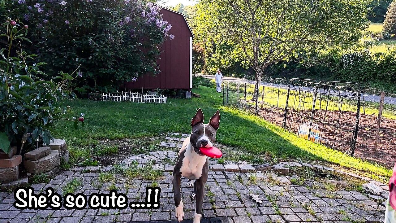 28 - SQUEAKY DOG TOY FUN WITH BELLA THE PITBULL