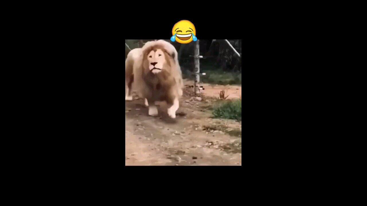 funnytiktok lion funny funnyvideos funnymoments shakira