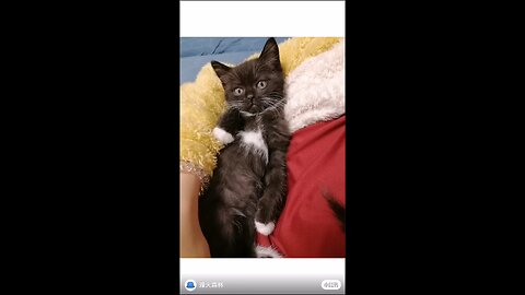 adorable moments with funny cats 😀