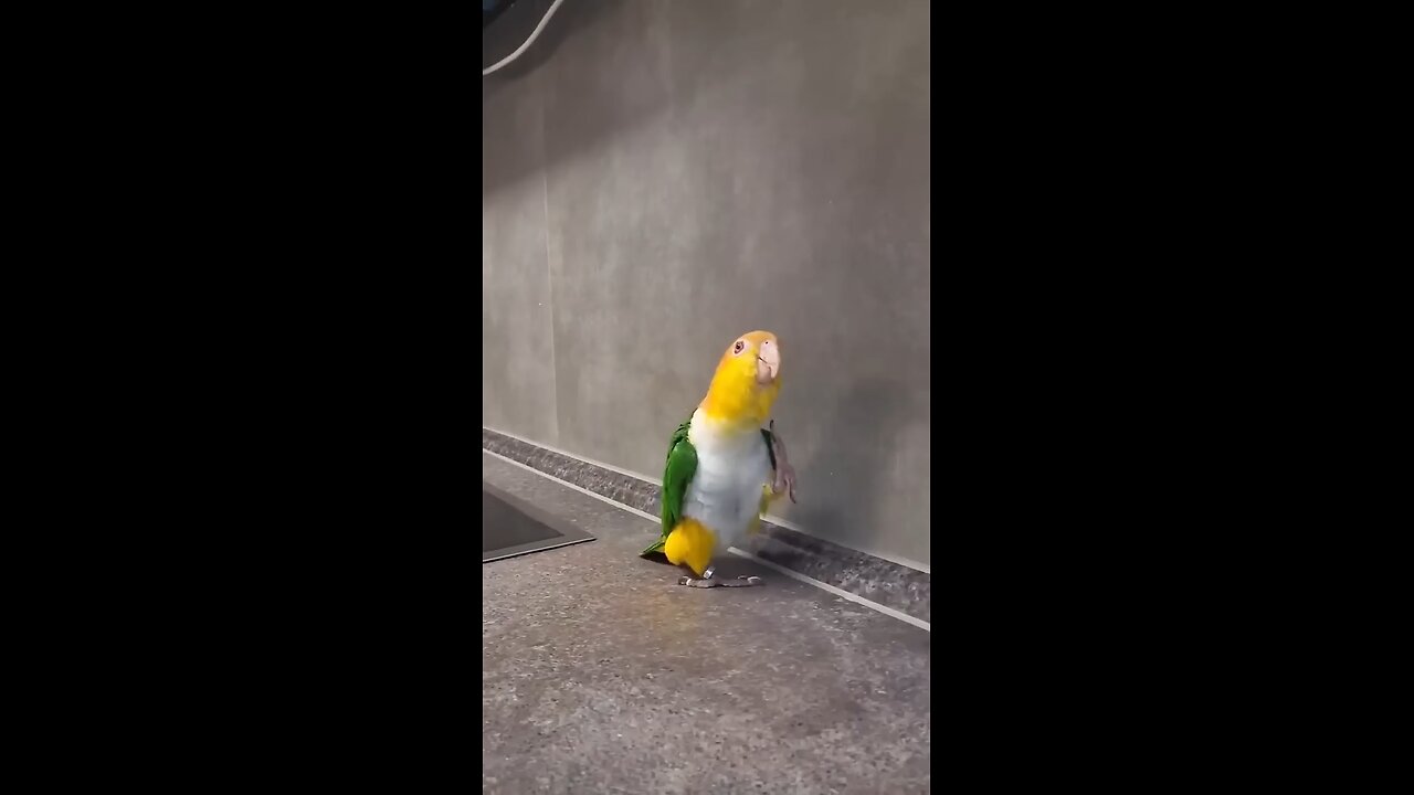 funny parrot