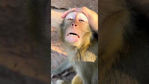 Comfortable Monkey