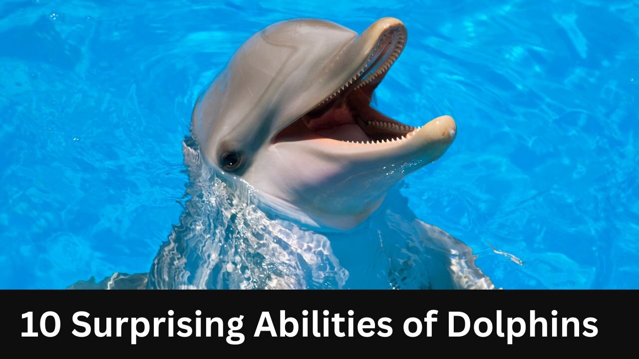 10 Surprising Abilities of Dolphins