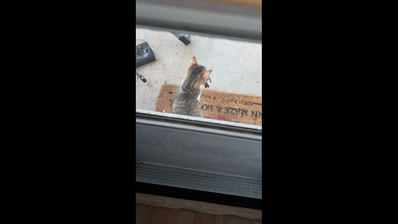 cats in the hood
