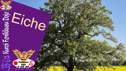 097 - Eiche