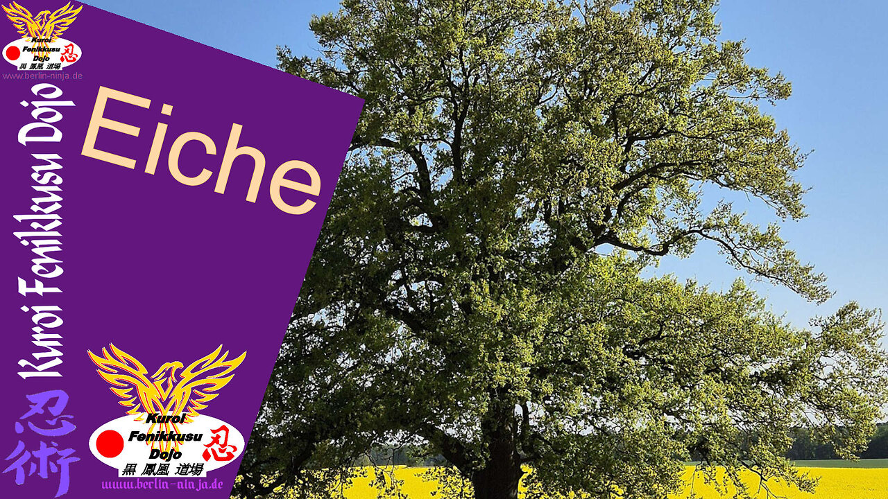 097 - Eiche