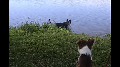 WHO LET THE DOGS OUT?!