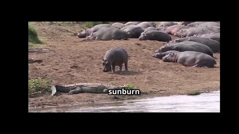 why it sucks to be a hippo