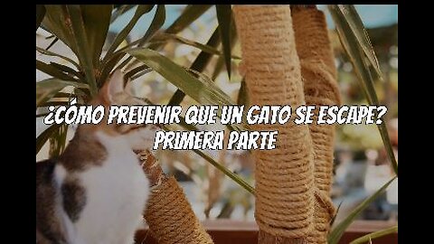 Como prevenir que un gato se escape Parte01