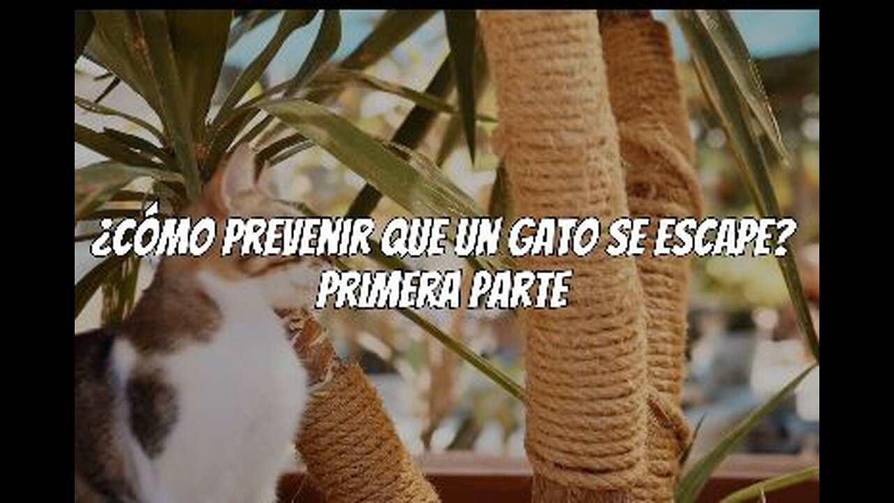 Como prevenir que un gato se escape Parte01