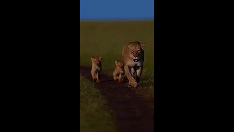 The animal kingdom