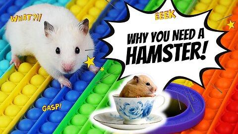 Why You NEED a Hamster