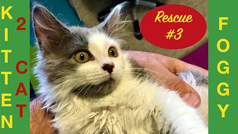 Kitten Rescue No.3 - Meet Foggy