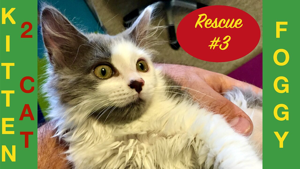 Kitten Rescue No.3 - Meet Foggy