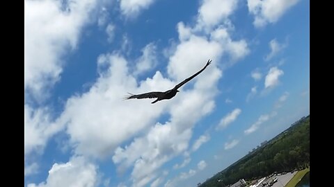 🦅 Come Fly With Me - Frank Sinatra 🦅