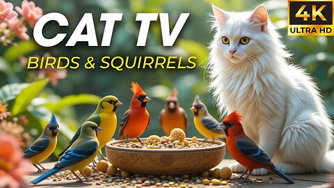 Videos for Cats to Watch on Loop – No Cat Can Resist This! - CatTV Central