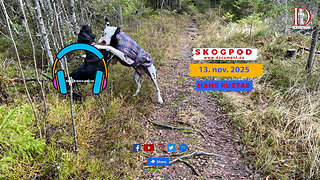 Skogpod 13. november 2025